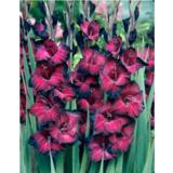 Gladiolus Belle de Nuit 10 kpl/pussi