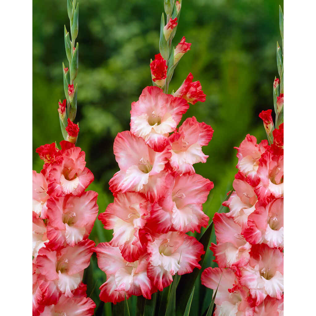 Gladiolus Pink Lady