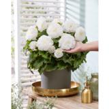 Begonia Crispa White, 3 kpl/pussi