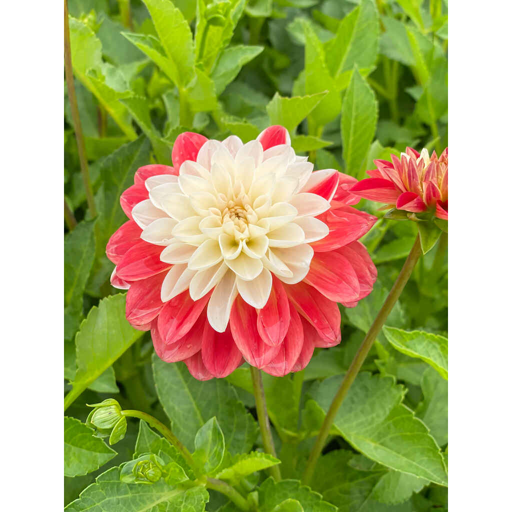 Daalia 'Tangerine Sorbet'