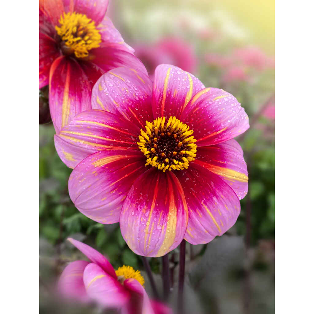 Daalia 'Neon Flair'
