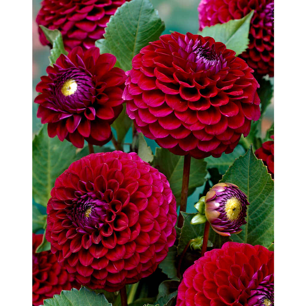 Daalia 'Babette'