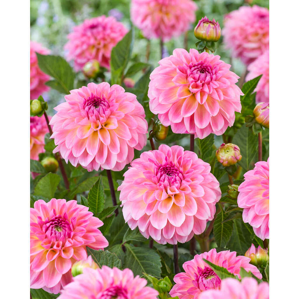 Daalia 'Ilse'