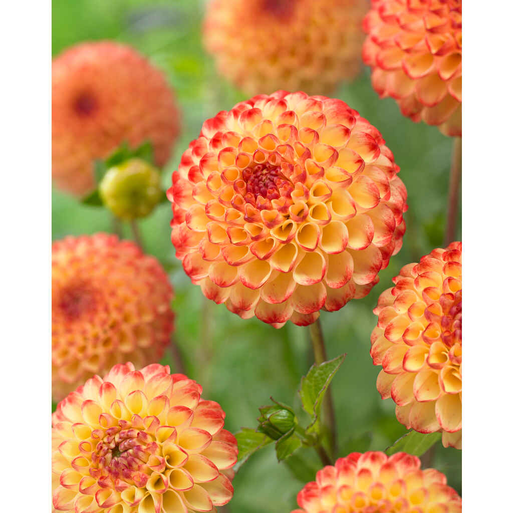 Daalia 'Kasagi'