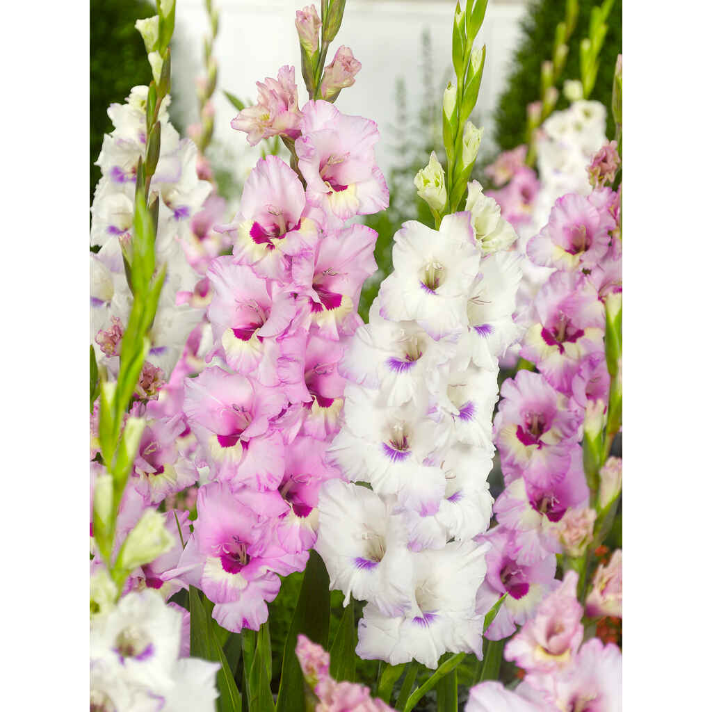 Gladioluslajitelma Cotton Candy