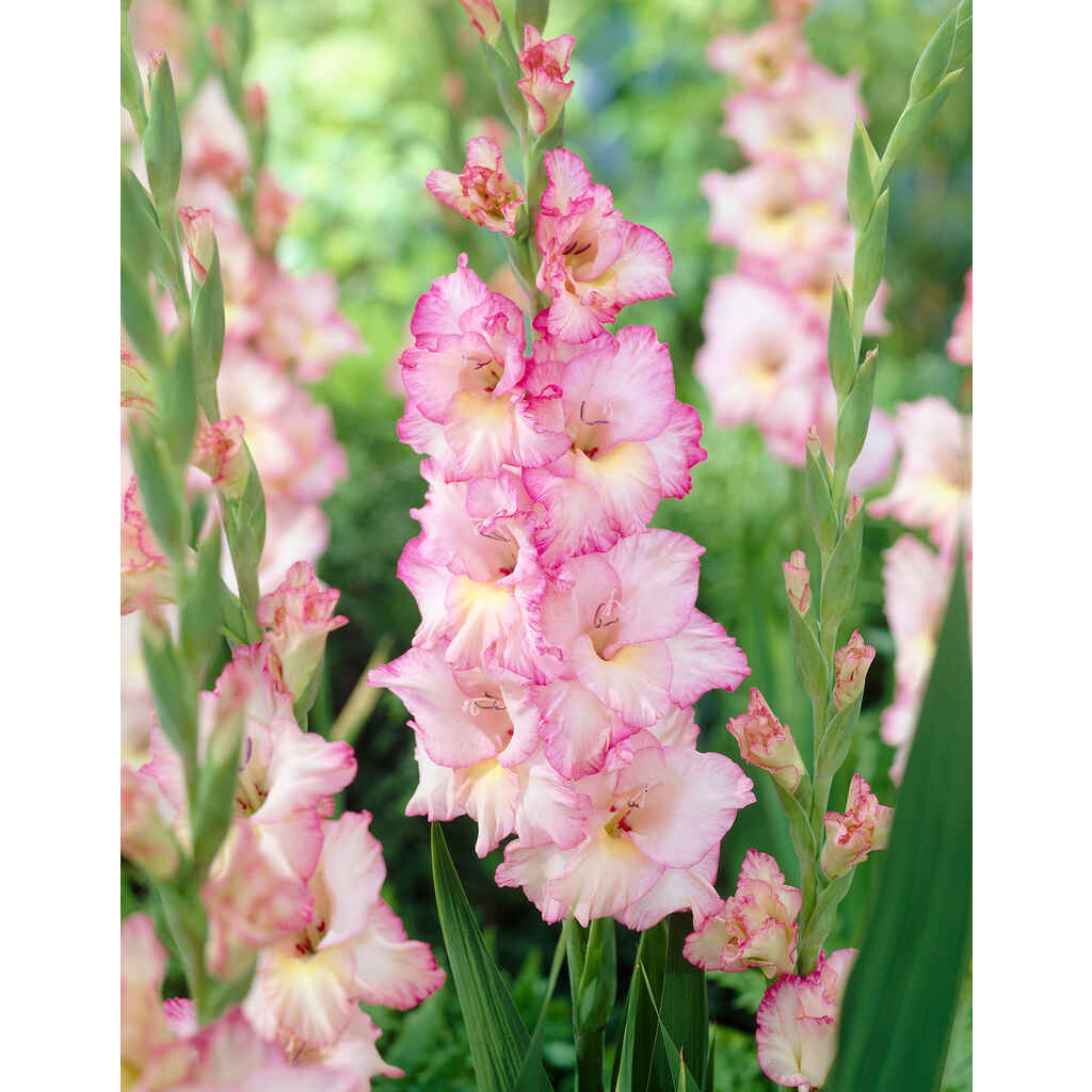 Gladiolus 'Priscilla'