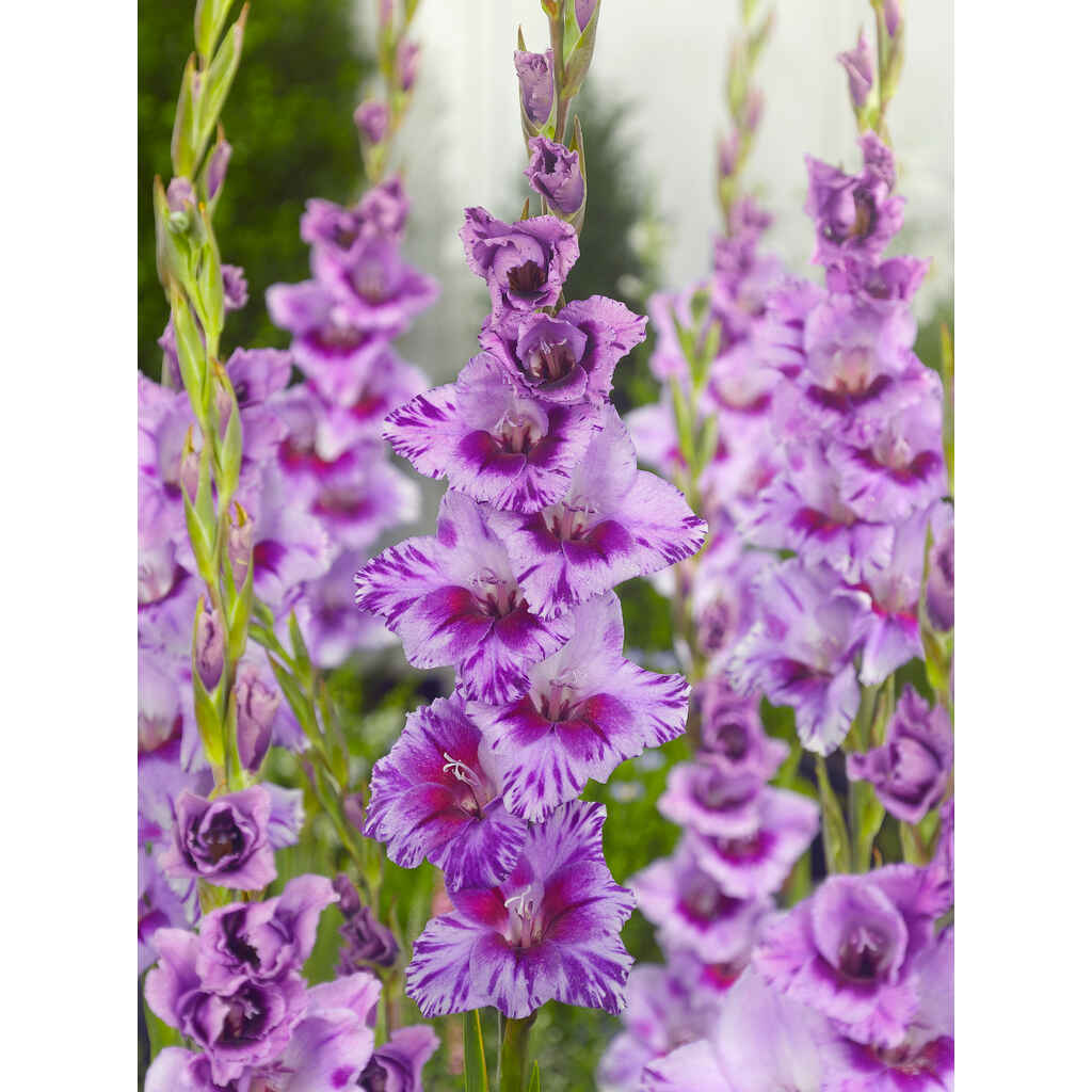 Gladiolus 'Passos'