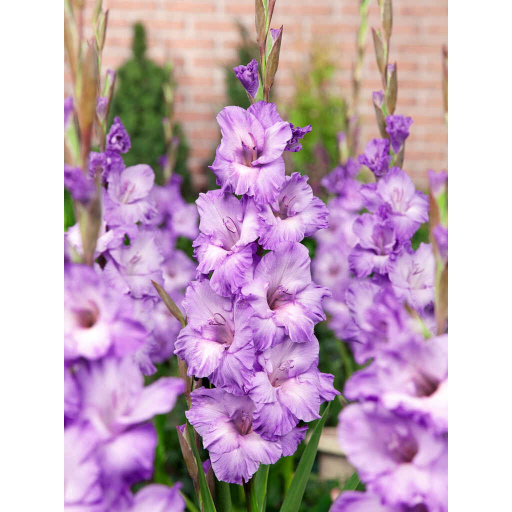 Gladiolus 'Milka'