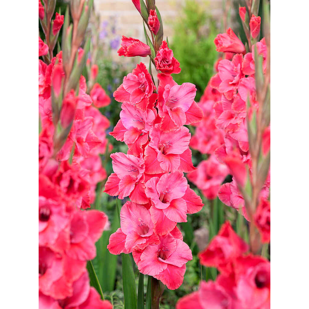 Gladiolus 'Titanic'