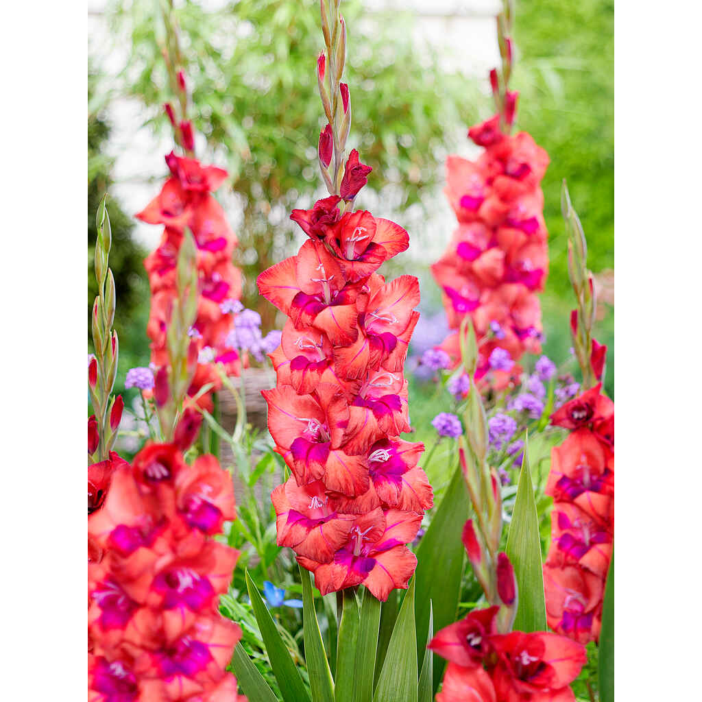 Gladiolus 'Lucky Lips'