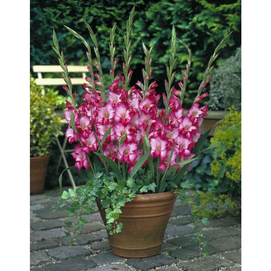 Gladiolus 'Romy'