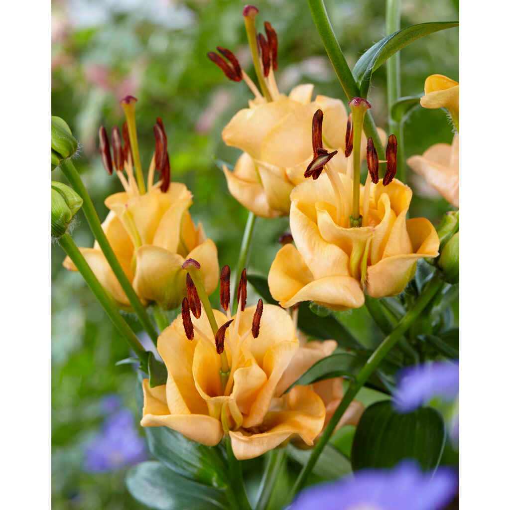 Lilja 'Apricot Fudge'