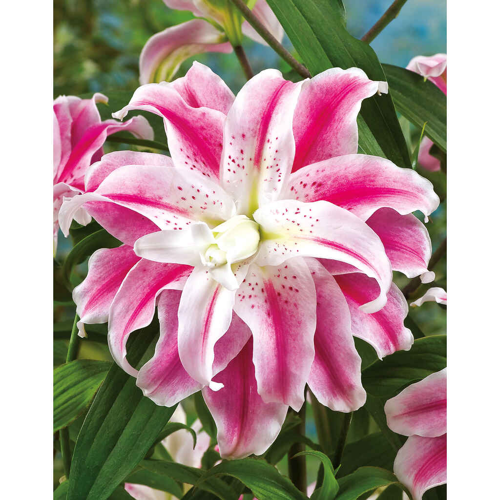 Lilja 'Sweet Rosy'