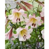 Lilja Eastern Moon 3 kpl/pussi