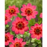 Daalia Dahlegria Tricolor 1 kpl/pussi