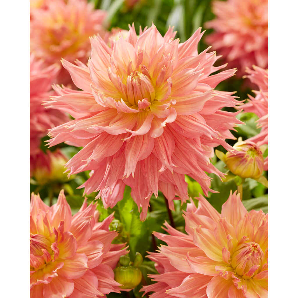daalia 'Omega'