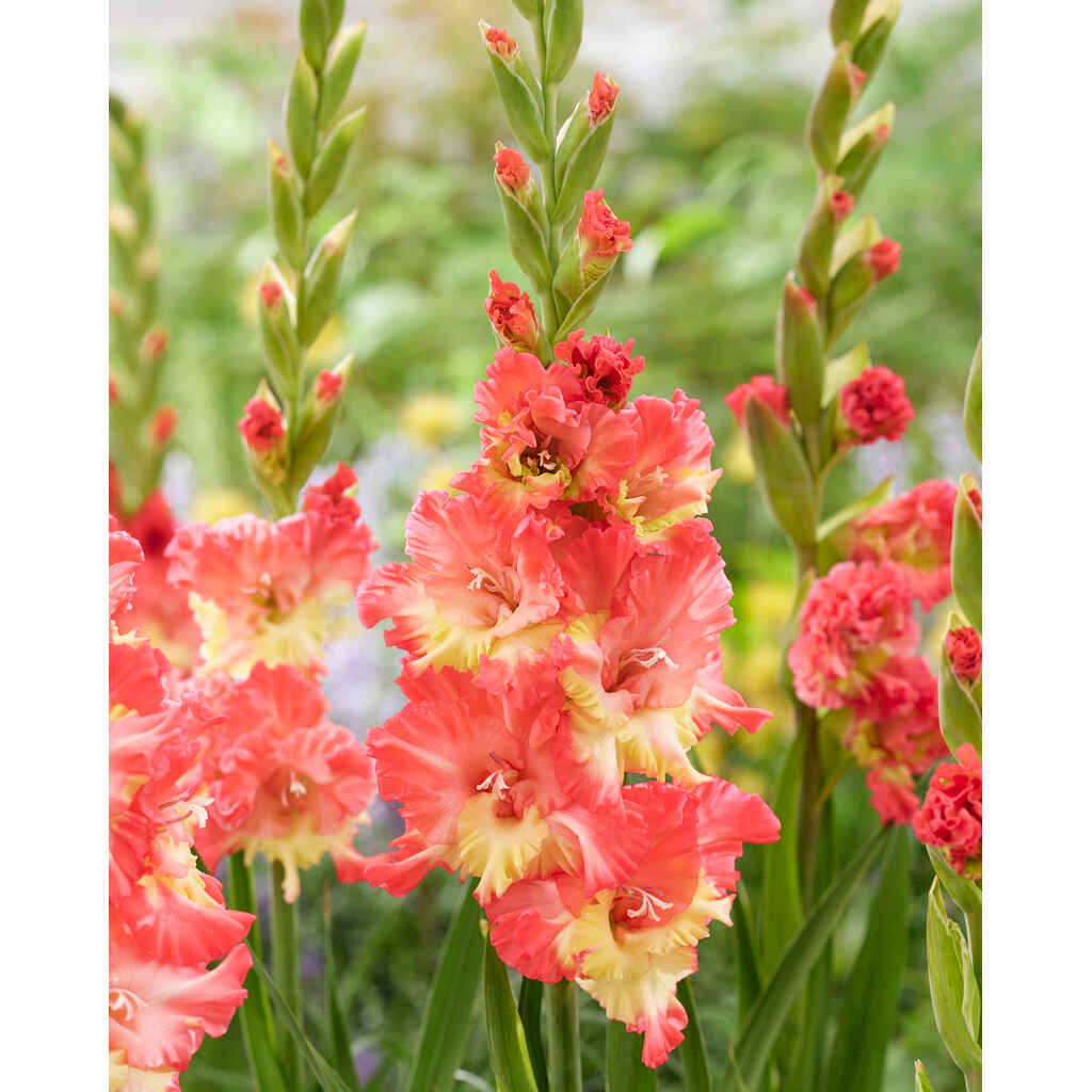 gladiolus 'Mango Muse'