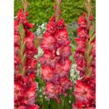 Gladiolus Mystic Shades 10 kpl/pussi