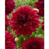 Daalia Bohemian Spartacus 1 kpl/pussi