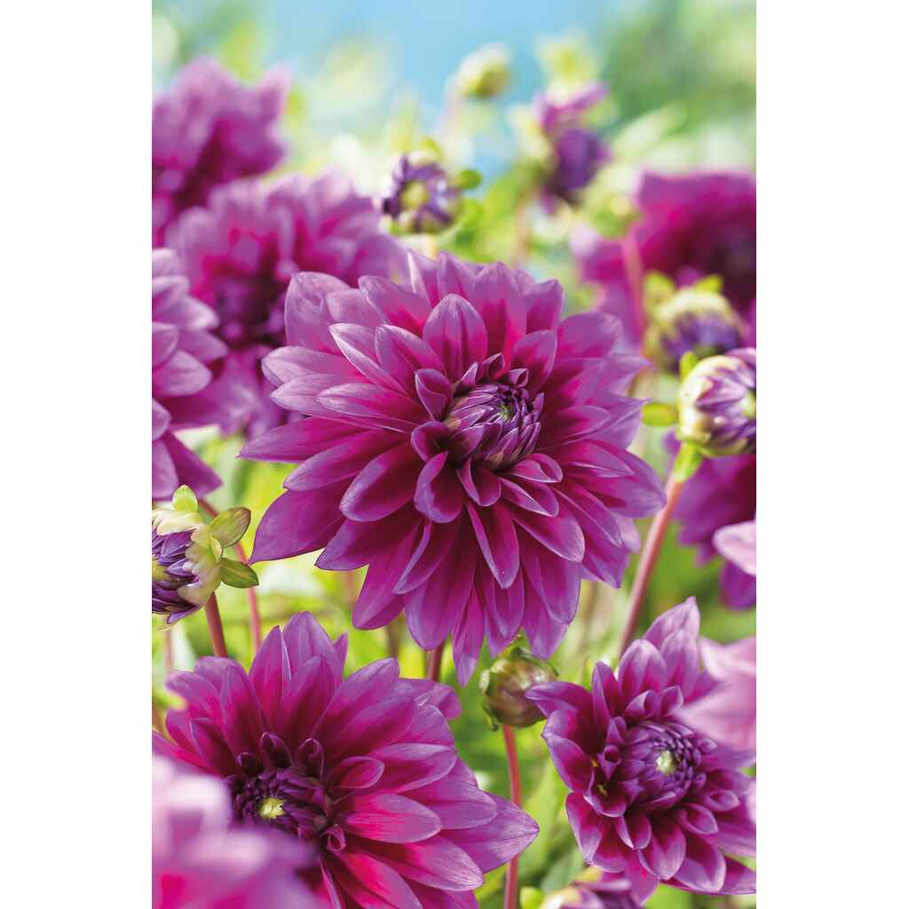 daalia 'Le Baron'