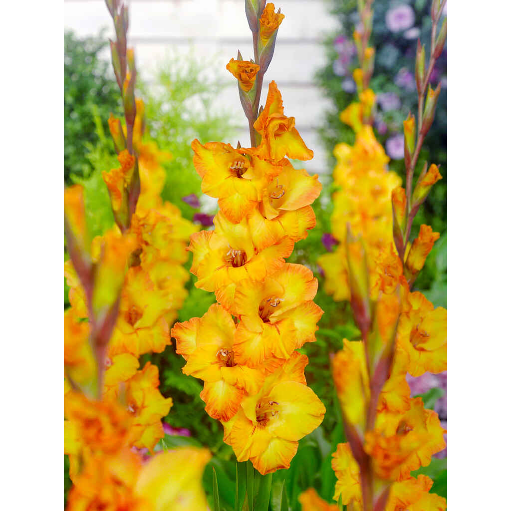 gladiolus 'Goldrush'