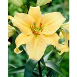 Lilja Golden Star Gazer 3 kpl/pussi
