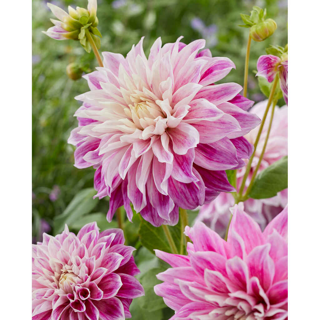 daalia 'Purple Explosion'