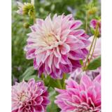 Daalia Purple Explosion 1 kpl/pussi