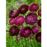 Jaloleinikki Purple Sensation 10 kpl/pussi