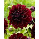 Daalia Dark Fubuki 1 kpl/pussi
