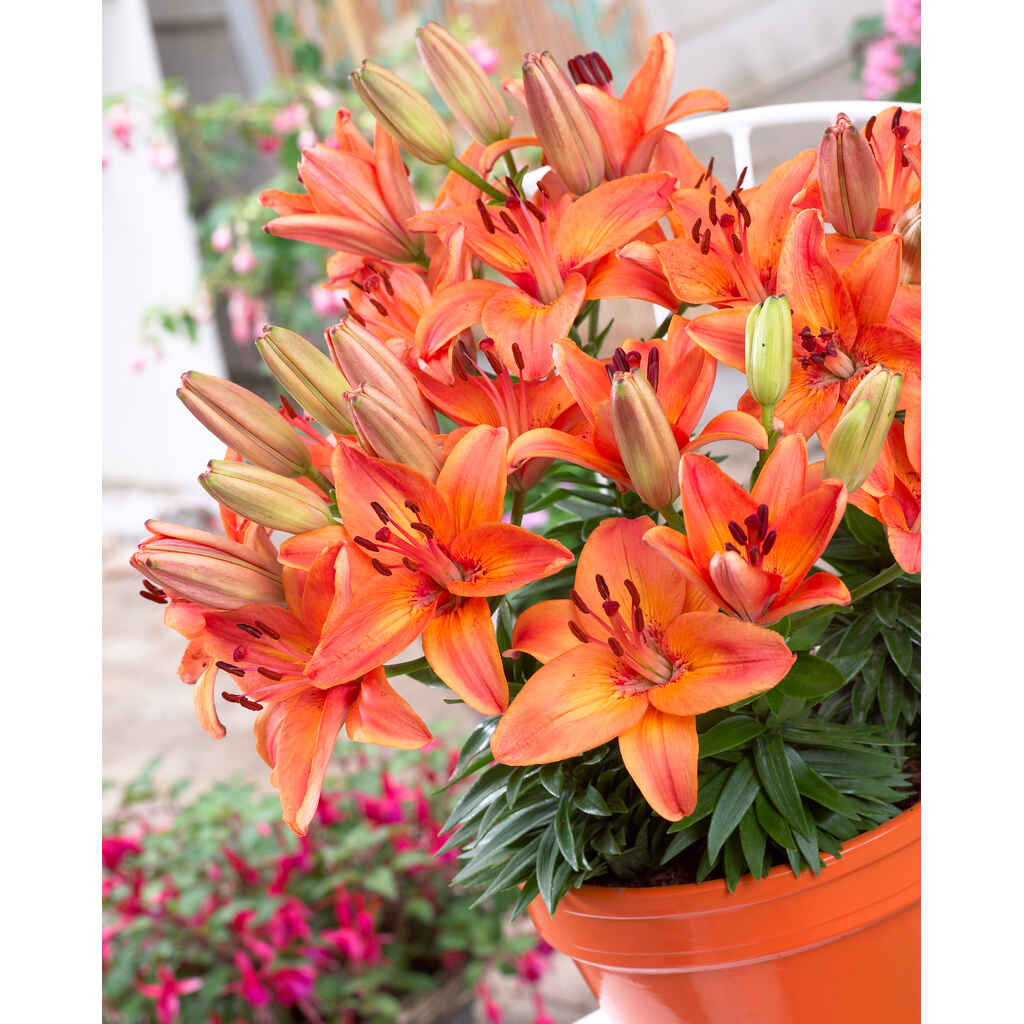 lilja 'Abbeville's Pride'