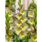 Gladiolus Moonlight Shadow 10 kpl/pussi