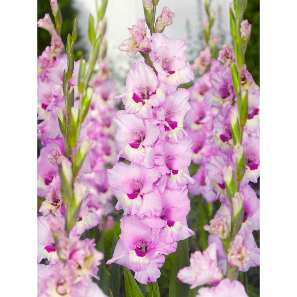 gladiolus 'Zamora'