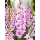 Gladiolus Zamora 10 kpl/pussi