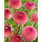 Daalia Burlesca 1 kpl/pussi