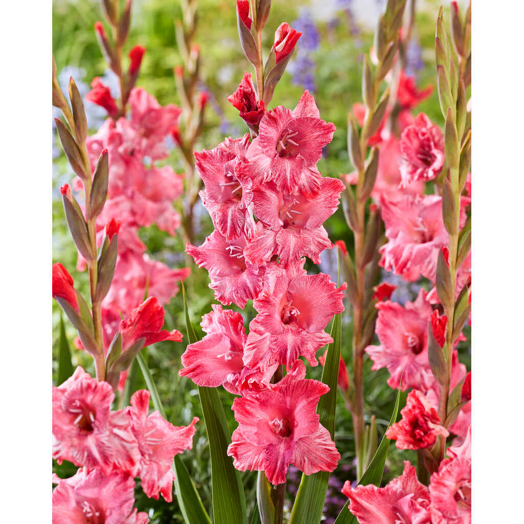Gladiolus 'Strawberry Swirl'