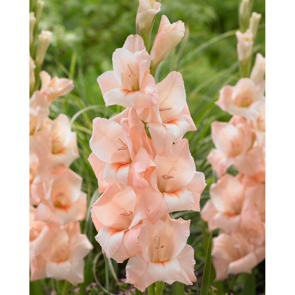 Gladiolus 'Rigoletto'
