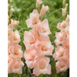 Gladiolus Rigoletto 10 kpl/pussi