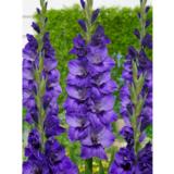 Gladiolus Cookie 10 kpl/pussi