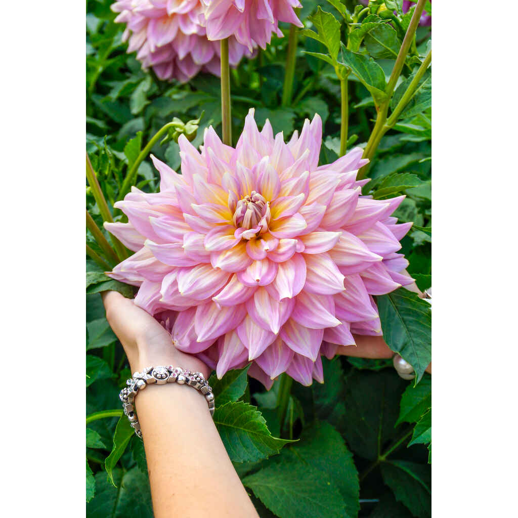 Daalia 'Strawberry Ice'