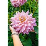 Daalia Strawberry Ice 1 kpl/pussi