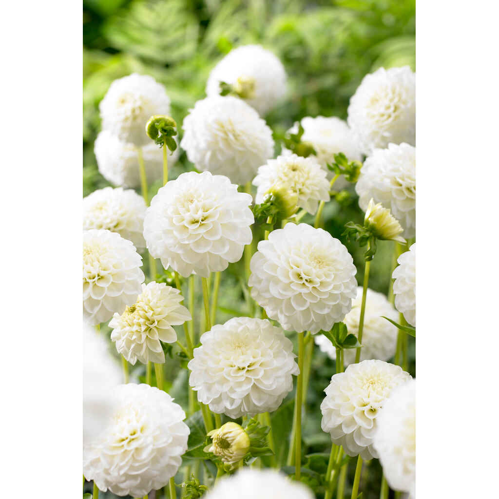 Daalia 'Petra's Wedding'