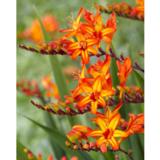 Ruostekukka 'Firestars Firestarter', 10 sipulia/pussi