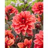 Daalia Striptease 1 kpl/pussi