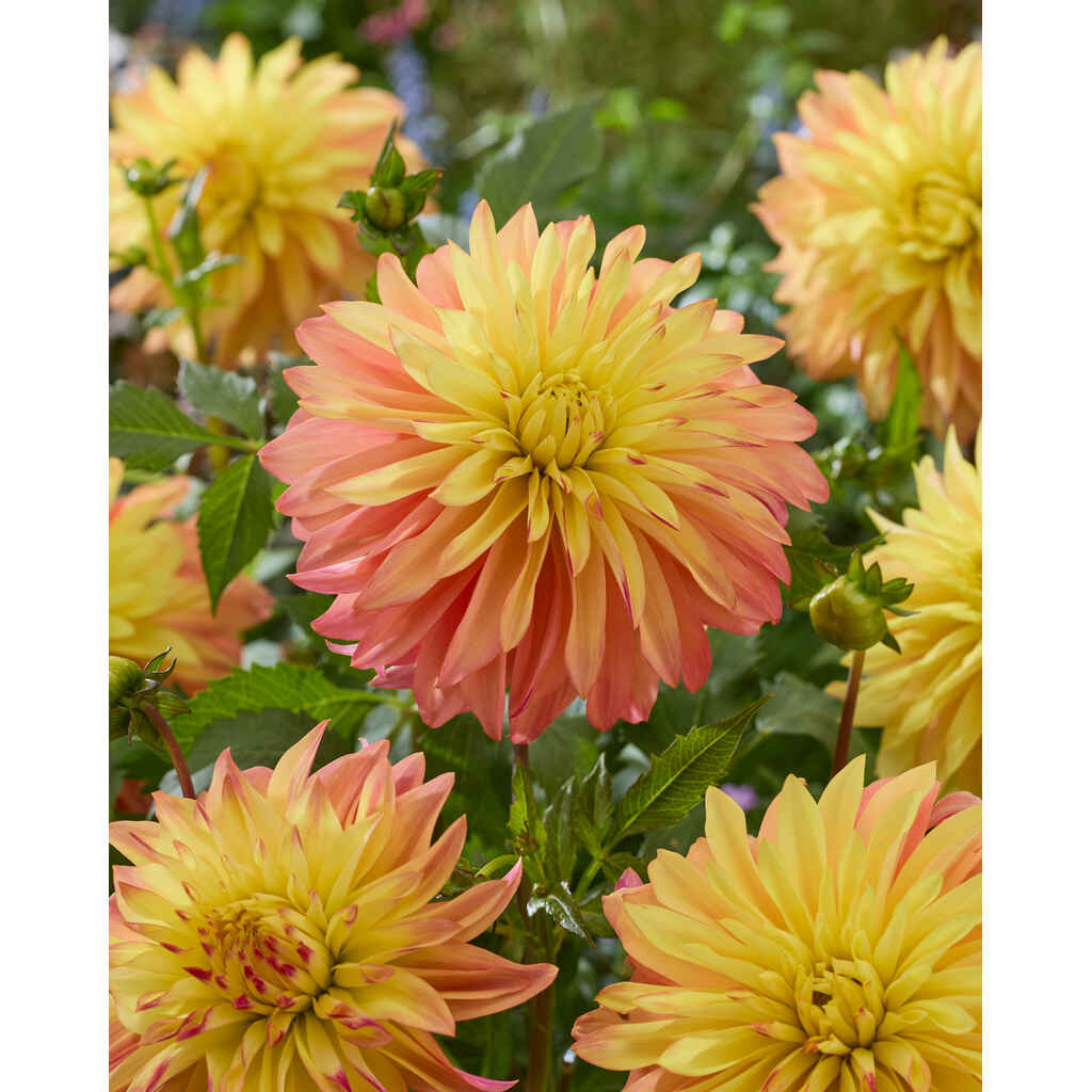 Daalia 'Blushing Lady'