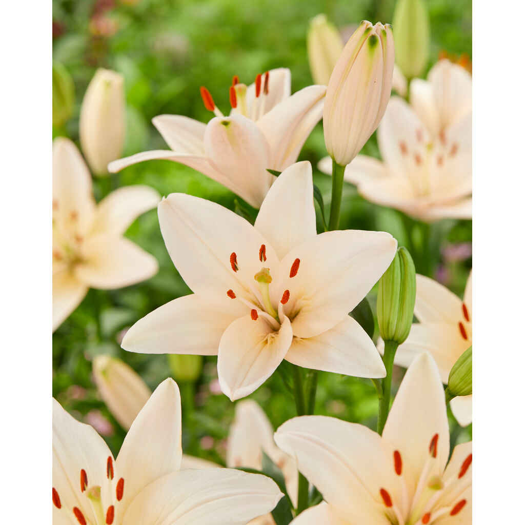 Lilja 'Coral County'