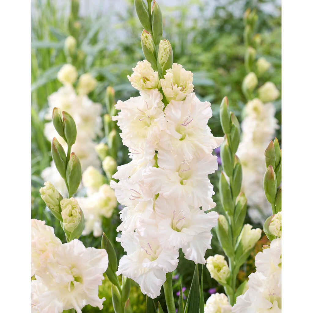 Gladiolus 'Ivory Perfection'