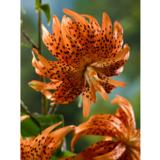 Lilja Flore Pleno 3 kpl/pussi