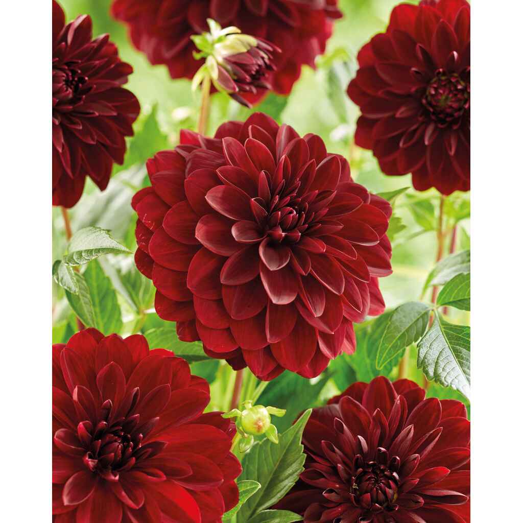 Daalia 'Arabian Night'