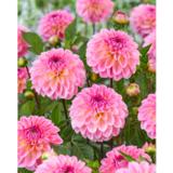 Daalia Ilse 1 kpl/pussi